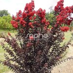 Lilas des indes black diamond� crimson red? lagerstroemia