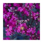 Lilas des indes black diamond� mystic magenta? lagerstroemia