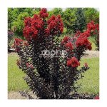 Lilas des indes black diamond� red hot? lagerstroemia
