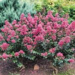 Lilas des indes coral magic� lagerstroemia