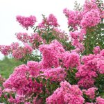Lilas des indes rose