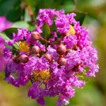 Lilas des indes jeanne desmartis lagerstroemia
