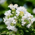Lilas des indes monbazillac lagerstroemia