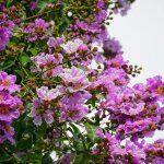 Lilas des indes pecharmant lagerstroemia