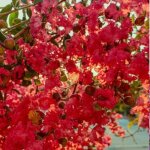 Lilas des indes p�rigord pourpre lagerstroemia