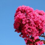 Lilas des indes pink velour lagerstroemia