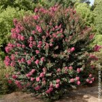 Lilas des indes plum magic� lagerstroemia
