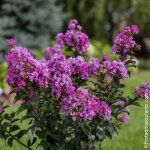 Lilas des indes purple magic� lagerstroemia