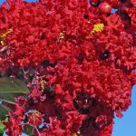 Lilas des indes saint emilion� desemi 103 lagerstroemia