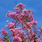 Lilas des indes soir d�t� dessoi 062 lagerstroemia