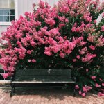 Lilas des indes souvenir dandr� desmartis lagerstroemia