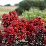 Lilas des indes sunset magic� piilag - ix lagerstroemia