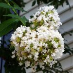 Lilas des indes terrasse blanc lagerstroemia