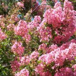 Lilas des indes terrasse rose lagerstroemia