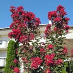 Lilas des indes terrasse rouge lagerstroemia