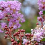 Lilas des indes violet