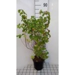 Lonicera xylosteum - chèvrefeuille des haies camérisier 40 - 60 cm en pot Lonicera xylosteum - chèvrefeuille des haies camérisier 40 - 60 cm en pot