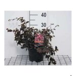 Loropetalum chin. fire dance - loropetalum de chine fire dance 20 - 25 cm en pot