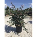 Loropetalum chin. fire dance - loropetalum de chine fire dance 40 - 50 cm en pot Loropetalum chin. fire dance - loropetalum de chine fire dance 40 - 50 cm en pot