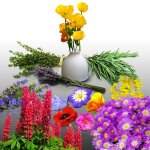 Lot de 1200 graines  semer - le grenier dabondance - fleurs et aromatiques pour bordures et rocailles ...