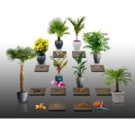 Lot de 150 graines à semer - le grenier d abondance - plantes exotiques en pot - 10 sachets individuels ... Lot de 150 graines à semer - le grenier d abondance - plantes exotiques en pot - 10 sachets individuels ...