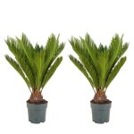 Lot de 2 - cycas revoluta - palmier de la paix - sagoutier - h. 60 - 80 cm - p. 17 cm