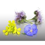 Lot 300 gr - le grenier d abondance - engrais vert phacelie lilla sinapsis alba lin vivace bleu