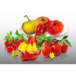 Lot de 470 graines  semer - le grenier d abondance - fan de tomates en formes - 9 varits