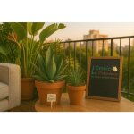Lot de 50 graines � semer - le grenier dabondance - vari�t�s dagaves succulentes - 2 sachets individuels ...