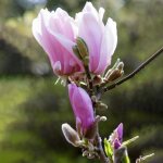 Magnolia george henry kern un arbuste dext�rieur � feuilles caduques et r�sistant de la famille des magnoliac� ...