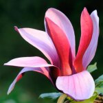 Magnolia liliiflora nigra arbuste de jardin extérieur résistant à feuilles caduques en pot de 9 cm. Magnolia liliiflora nigra arbuste de jardin extérieur résistant à feuilles caduques en pot de 9 cm.
