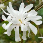 Magnolia royal star arbuste rustique à feuilles caduques pour jardin extérieur prêt à planter dans un ... Magnolia royal star arbuste rustique à feuilles caduques pour jardin extérieur prêt à planter dans un ...