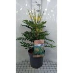 Mahonia media winter sun - mahonia winter sun vigne doregon winter sun 60 - 80 cm en pot