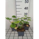 Malva sylvestris - paars en pot de 9 x 9 cm