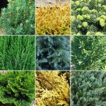 Mélange de 3 plantes conifères à feuilles persistantes - arbustes de jardin extérieur robustes pots 9 ... Mélange de 3 plantes conifères à feuilles persistantes - arbustes de jardin extérieur robustes pots 9 ...