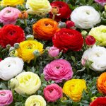 Mlange de 50 - renoncule - renoncule - bouton dor - mlange de couleurs - pousse jusqu 30 - 40 cm
