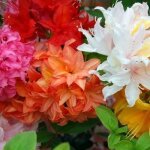 Mélange 6 azalées du japon (9 cm) - arbustes nains colorés pour jardin et balcon Mélange 6 azalées du japon (9 cm) - arbustes nains colorés pour jardin et balcon
