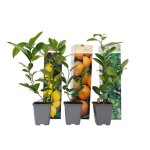Mélange de citrons - set de 6 - citrus limon - hauteur 25 - 40cm - d9cm Mélange de citrons - set de 6 - citrus limon - hauteur 25 - 40cm - d9cm