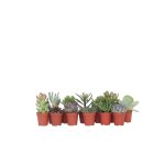 Mlange de petites succulentes - set de 12 - succulent mix - h5 - 10cm - d55cm