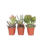 Mlange de petites succulentes - set de 6 - succulent mix - h5 - 10cm - d55cm