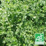 Menthe odorante panach�e - sans traitement