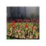 Miscanthus paillage - 20 kg