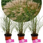 Miscanthus sinensis gracillimus - pot 9cm 3 pcs Miscanthus sinensis gracillimus - pot 9cm 3 pcs