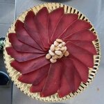 Mojama slice de thon extra 70 - 80 gr - caviar de la mer - slection gourmet