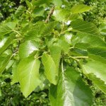 M�rier platane lujijama morus