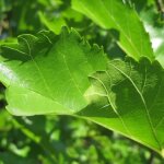 M�rier platane sterile morus