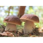 Myclium de cpes de bordeaux kit de culture champignons (tube 50ml)