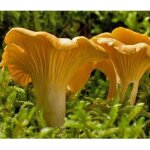 Myclium de girolle jaune kit de culture champignons 15ml / 50 ml (tube 15ml)