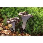 Myclium de trompette de la mort kit culture champignons (tube 15ml)