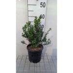 Myrtus communis - myrte commun nerte 30 - 40 cm en pot